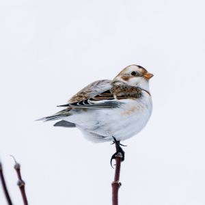 Naturalist Sarah Gladu hopes to spot winter visitors such as this snow bunting on a guided hike at Keyes Woods Preserve in Bristol on Jan. 7. Courtesy of Lorie Shaull