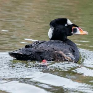 Surf scoters are one of the hardy sea ducks that spend winters along the Maine coast. Photo by Susan T. Cook courtesy of Wikimedia Commons.