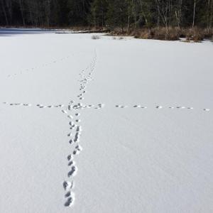 Learn to interpret the tracks of Maine mammals in winter with KELT on Saturday, Feb. 25. Courtesy of KELT
