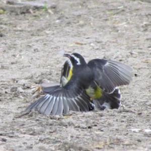 #bird-column, #Jeff and Allison Wells, #boothbay register, #maine, #birds, #brawls, #bananaquits