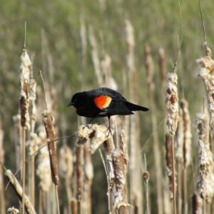 #bird-column, #Jeff and Allison Wells, #boothbay register, #maine, #birds, #brawls, #red-winged blackbird