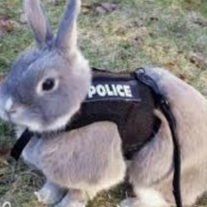 police rabbit, drone rabbit, 