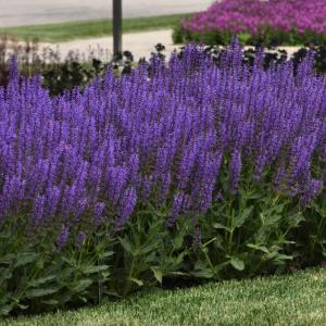 Blue by You salvia has rich blue blossoms from late spring into fall, attracting butterflies and hummingbirds. Courtesy of All-America Selections