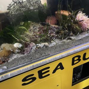 Maine State Aquarium’s new mobile touch tank, Sea Bus. Courtesy of Dottie Yunger