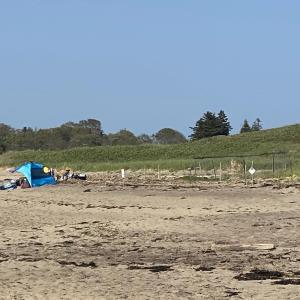 #bird-column, #endangeredspecies, #pipingplovers, #reidstatepark, #Jeff and Allison Wells, #maine, #birds, #boothbay register