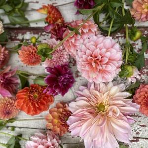 Dahlias. Erica Berman photo