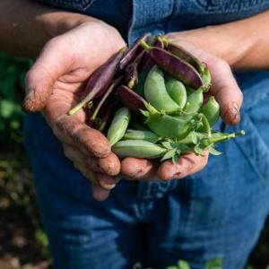 Peas. Kelsey Kobik photo
