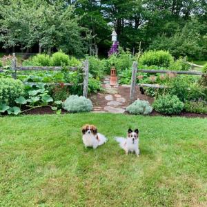 One gardener's dogs pose in front of "their" garden, which will be a stop on The Gardens of Lincoln County Tour on June 30 and July 1. Tour stops will be announced to ticket holders the day before the tour. Courtesy photo