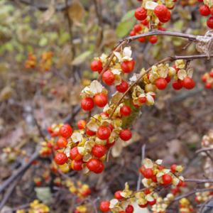 Asiatic Bittersweet, an invasive plant. Courtesy photo