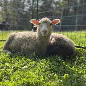 Sheep at Cape Newagen Alpaca Farm. Courtesy of Anne Gobes