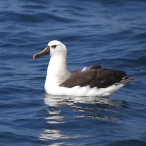 #bird-column, #gulf of maine, #jeff and allison wells, #boothbay register, #wiscasset newspaper, #penbay pilot, #birds, #maine, #yellow-nosed albatross