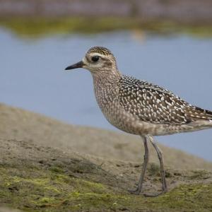 #bird-column, #jeff and allison wells, #boothbay register, #tullik’s odyssey, #birds, #maine, #american golden-plover
