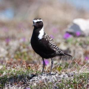 #bird-column, #jeff and allison wells, #boothbay register, #tullik’s odyssey, #birds, #maine, #american golden-plover