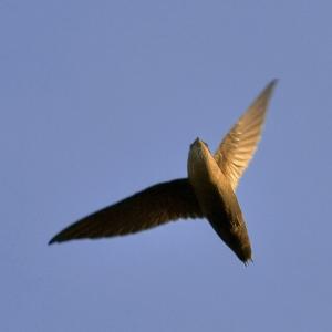 #bird-column, #Jeff and Allison Wells, #birds, #boothbay register, #maine, #wiscasset newspaper, #chimney swift