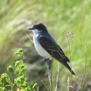 #bird-column, #Jeff and Allison Wells, #birds, #boothbay register, #maine, #wiscasset newspaper, #eastern kingbird