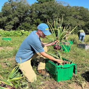 Twin Villages Foodbank Farm volunteers harvest a healthy crop of onions for delivery to local food pantries. Courtesy of Coastal Rivers