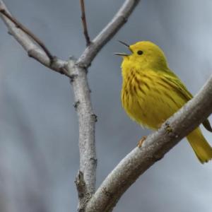 #bird-column, #Jeff and Allison Wells, #birds, #boothbay register, #maine, #wiscasset newspaper, #yellow warbler