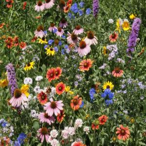 Northeast wildflowers in bloom. Courtesy of K-L Soil & Water Conservation District