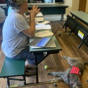 Edgecomb Eddy’s therapy dog Smudgie naps while fifth grade teacher Kate Race explained her suggestions for revising the animals in school policy during the Sept. 11 school committee meeting. BILL PEARSON/Boothbay Register