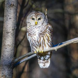 Barred owls are one of Maine’s most common owls. Courtesy of Mike Tatro