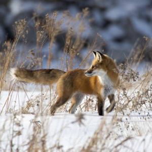 Red foxes are skilled at hunting for mice and voles in the snow. Courtesy of Coastal Rivers