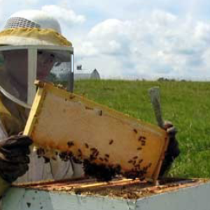 The Knox Lincoln County Beekeepers will be offering a beginning Bee School in February. Courtesy photo