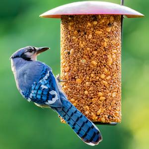 Order your bird seed and keep your birds happy and healthy. Courtesy photo
