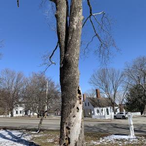 A resident mentioned the condition of this tree on Wiscasset Common to the selectboard March 19. SUSAN JOHNS/Wiscasset Newspaper