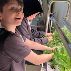 Austin Shirey, left, and Skyler Wahlstrom harvest the mountain mint in Wiscasset Elementary School’s hydroponic growing system. Becky Hallowell photo