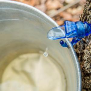 Maine Maple Sunday Weekend is March 23 and 24.