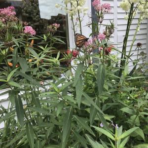 Monarch butterfly at Wiscasset Public Library’s children’s garden. Emily Adler photo