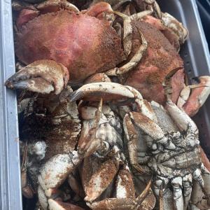 Steamed crabs at Mine Oyster. Ralph Smith photo