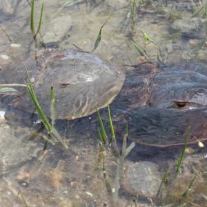 The data collected by volunteers with the horseshoe crab monitoring program contribute to our understanding of these fascinating prehistoric animals as well as help determine the overall health of the estuary. Courtesy of Coastal Rivers