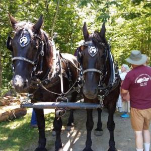 Dresden Summerfest July 14 will include horse and wagon rides. Courtesy photo