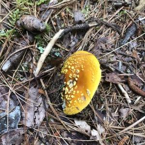 #bird-column, #boothbay register, #jeff and allison Wells, #maine, #cornell, #archie ammons, #mushrooms, #amanita