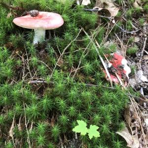 #bird-column, #boothbay register, #jeff and allison Wells, #maine, #cornell, #archie ammons, #mushrooms, #rusella