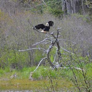 The eagle has landed. KEVIN BURNHAM/Boothbay Register