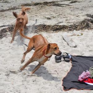 Catch me if you can. Two dogs have some fun on Hendricks Head Beach, Southport. KEVIN BURNHAM/Boothbay Register
