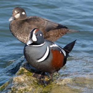Maine's coast supports a large proportion of the wintering population of the eastern North American population of harlequin duck although the largest numbers are in remote parts of the coast like the area around Isle Au Haut off the Blue Hill Peninsula. Photo by Peggy Cadigan courtesy of Wikimedia Commons