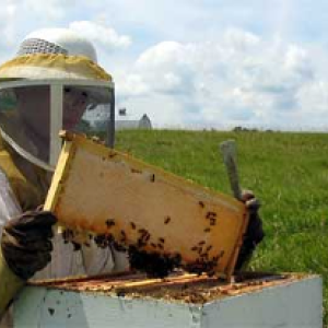 Beekeeper at work. Courtesy photo Beekeeper at work. Courtesy photo