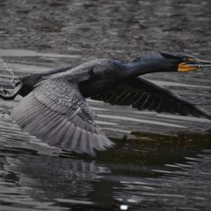 "Cleared For Landing" - Michael Giglia Photography