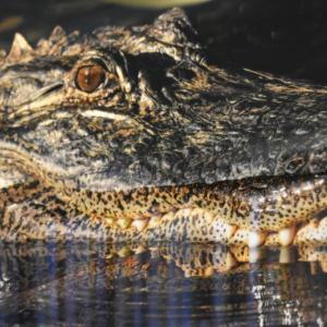 Louisiana gator (cropped) - Michael Giglia Photography