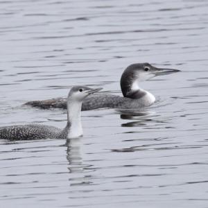 Red-throated loons are smaller and paler in their winter plumage than common loons, and they hold their bill tilted up. The bird on the left is a red-throated loon and the one on the right is a common loon. (Photo by Andy Reago & Chrissy McClarren courtesy of Wikimedia Commons)