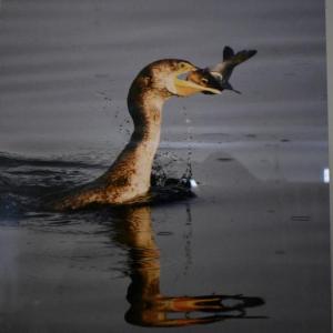 "That's A Mouthful" - cormorant -  Michael Giglia Photography