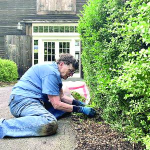  Wiscasset’s Linda Zollers pulls weeds at a Middle Street property the morning of Aug. 21. She said this work she does at a couple places is one of her passions, the other being her longtime volunteering in the archives at Wiscasset, Waterville & Farmington Railway Museum in Alna. SUSAN JOHNS/Wiscasset Newspaper 