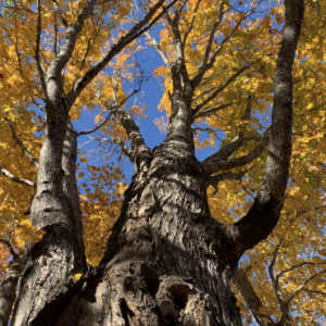 Woolwich, Oct. 20. SUSAN JOHNS/Wiscasset Newspaper 