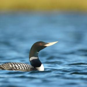 The yellow-billed loon in breeding plumage is a stunner. Maine is lucky to have had one documented record of this species that normally occurs in winter along the coast from Alaska south to Washington State. (Photo by Ryan Askren,  USGS, Alaska Science Center, courtesy of Wikimedia Commons)