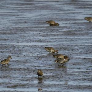 Green-winged teal like to feed in shallow water and mudflats these females are doing here, with the single male. Photo by lwolfartist, courtesy of Wikimedia Commons