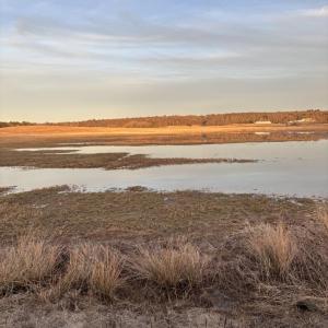 Even temporary wetlands like the authors' "pop-up pond" are important for birds during migration. Courtesy of Allison Wells