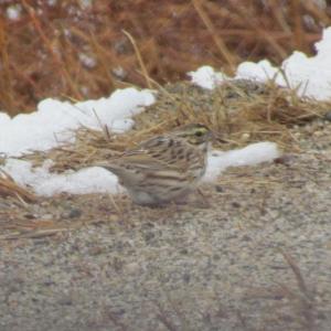 Amid the flock of more than 30 song sparrows, the authors found a few savannah sparrows, marked by their shorter tail and yellow eyebrow. Courtesy of Jeff Wells